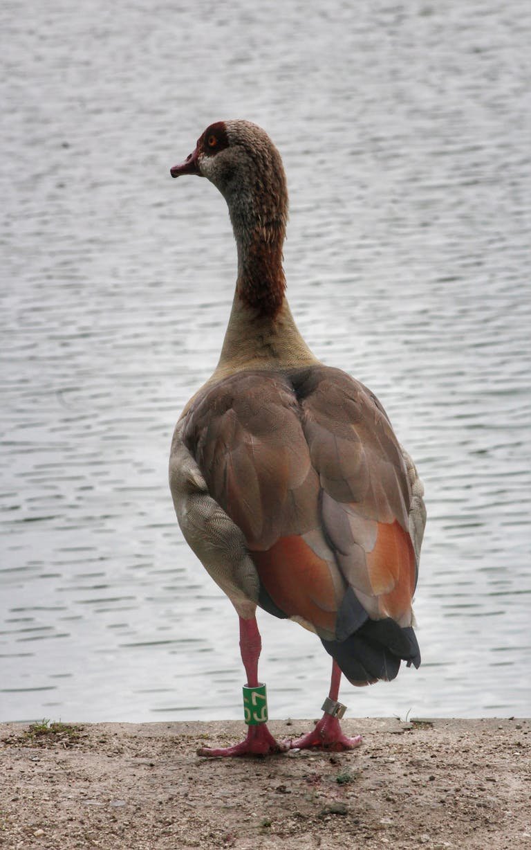 A curious goose standing by a pond with reflections