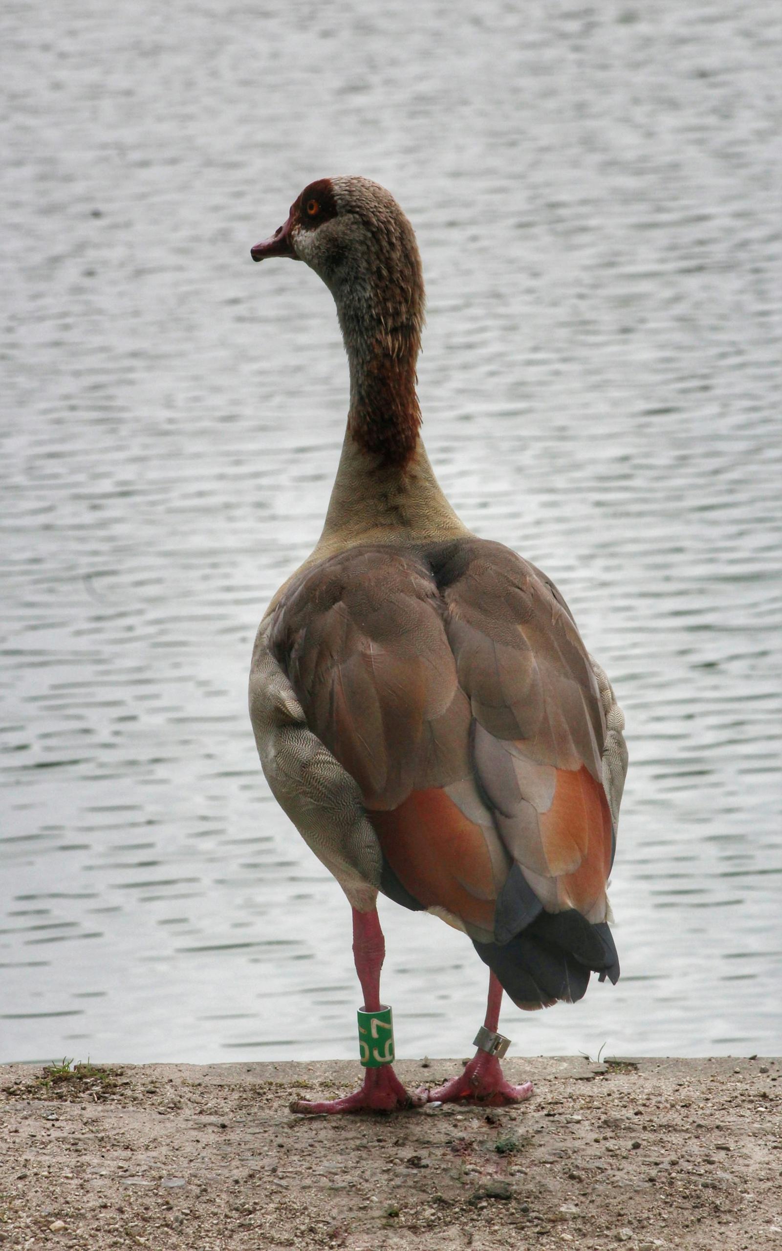 A curious goose standing by a pond with reflections
