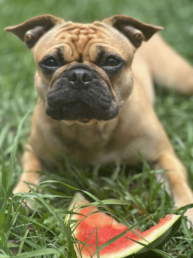 Sliced watermelon — Food category