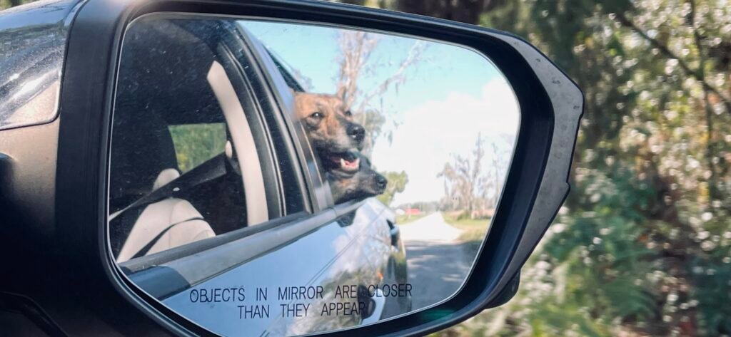 Dog riding in car with head out the window