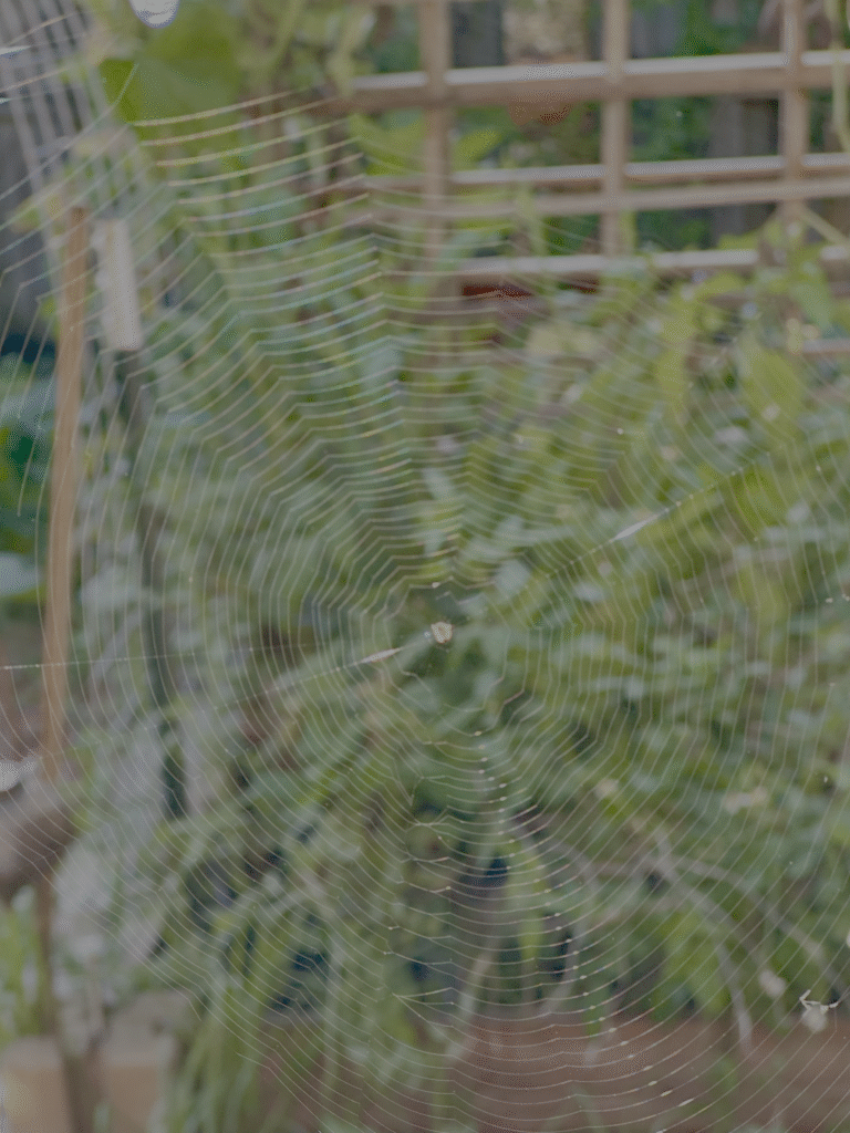 Spiderweb glistening in sunlight on green garden backdrop